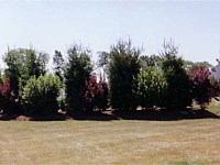 Landscape Design