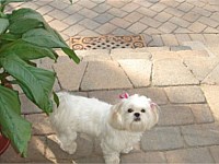 Patios & Walkway