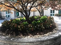 Landscape Design