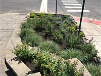 Landscape Design